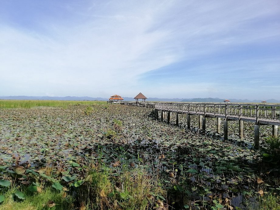 buengbua