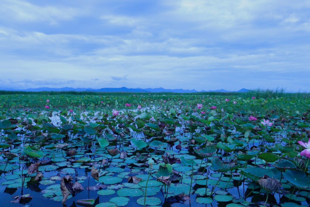 The Best Amazing Homestay in สามร้อยยอด You Must Visit! Lungcha Homestay @สามร้อยยอด s 10403848 0