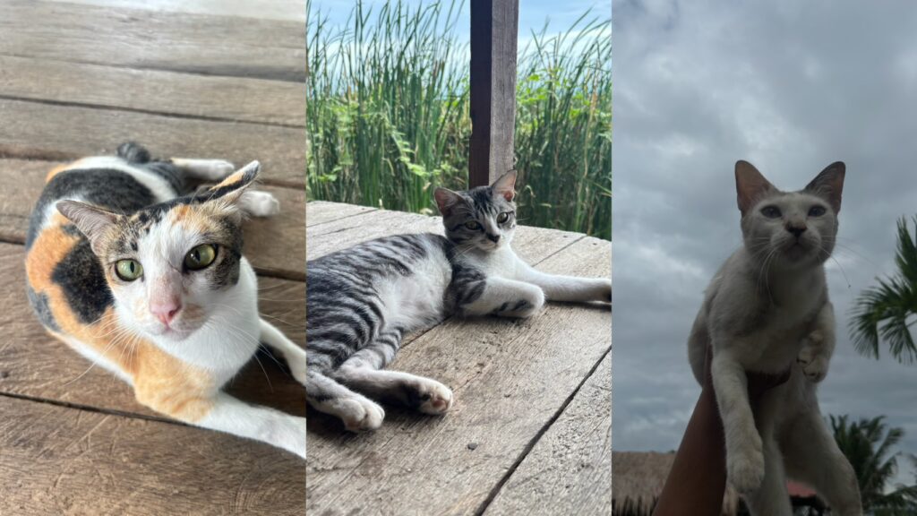 The Best Amazing Homestay in สามร้อยยอด You Must Visit! Lungcha Homestay @สามร้อยยอด s 10403852 0
